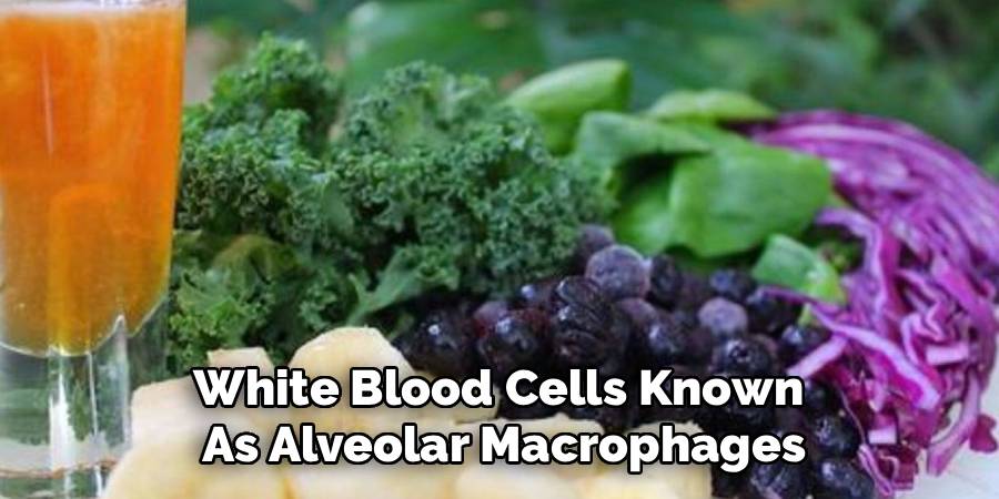 White Blood Cells Known 
As Alveolar Macrophages